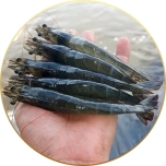 SẢN PHẨM CHO TÔM