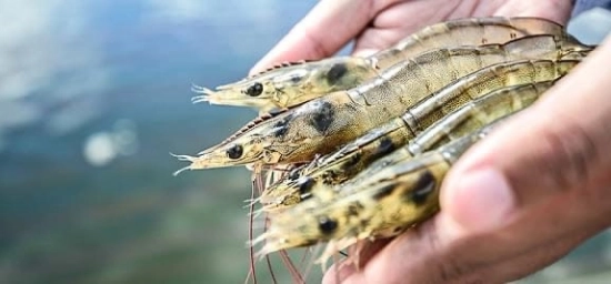Phát triển ngành tôm bền vững: Khởi nguồn từ con giống